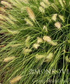 Dwarf Fountain Grass