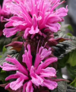 Bee Balm, Leading Lady Orchid