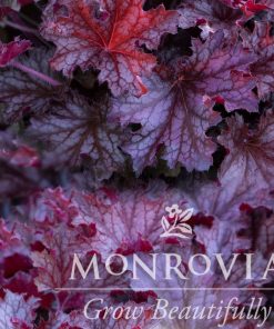 Coral Bells, Ruby Tuesday