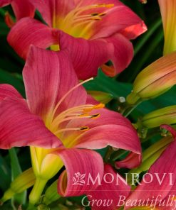 Daylily, Little Business