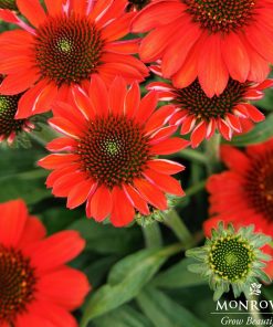 Coneflower, Vintage Electric Orange