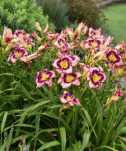 Daylily, Sound of my Heart