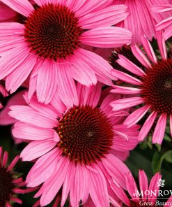 Coneflower, Vintage Hot Pink