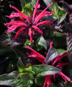 Bee Balm, Leading Lady Razzberry