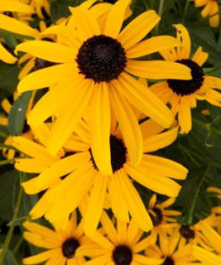 Black Eyed Susan, City Garden