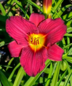 Daylily, Pardon Me