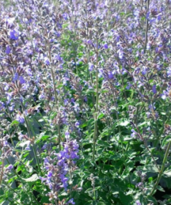Catmint, Cat's Meow