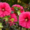 Hibiscus, Watermelon Ruffles
