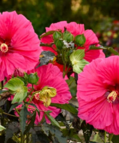 Hibiscus, Watermelon Ruffles