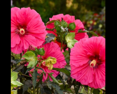 Hibiscus, Watermelon Ruffles