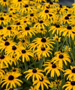 Black Eyed Susan, Treasure Trove