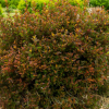 Ninebark, Spicy Devil