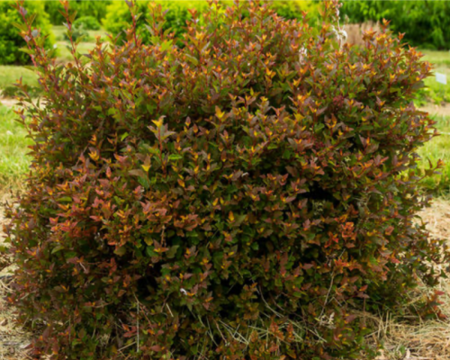 Ninebark, Spicy Devil