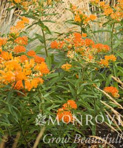 Butterfly Weed