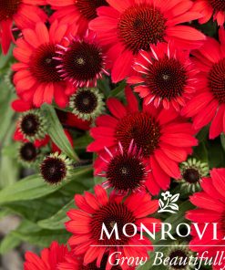 Coneflower, Vintage Hot Red'