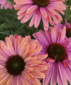 Coneflower, Rainbow