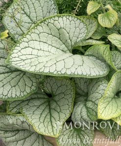 Brunnera 'Silver Heart' #1