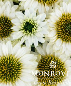 Coneflower, White (Sunseekers)