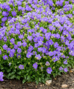 Bellflower, Mini Marvels 'Midnight'