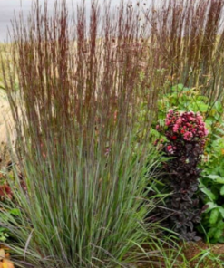 Grass, Little Bluestem, Cinnamon Sticks