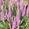 Spike Speedwell, Purplegum Candles