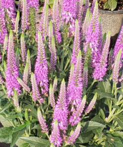 Spike Speedwell, Purplegum Candles
