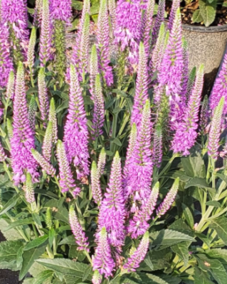Spike Speedwell, Purplegum Candles