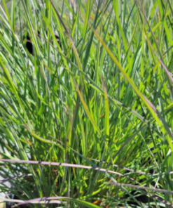 Grass, Little Bluestem, The Blues