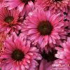 Coneflower, Fuchsia (Sunseekers)