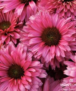 Coneflower, Fuchsia (Sunseekers)